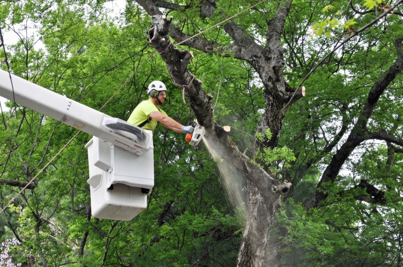 Tree And Brush Removal