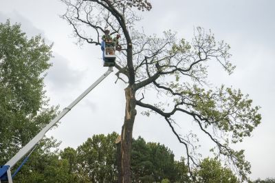 Tree And Brush Removal