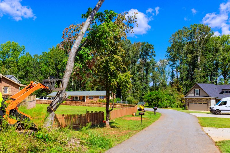 Tree And Brush Removal detail