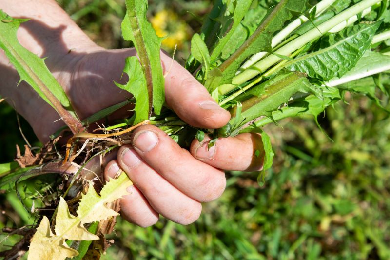 Garden Deweeding in Ventura County, CA