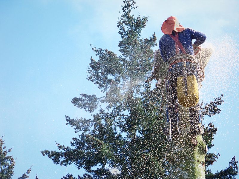 Local Tree And Brush Removal pros at work